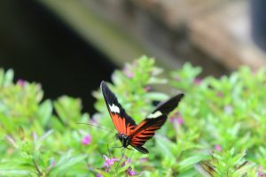 IMG_4352.JPG